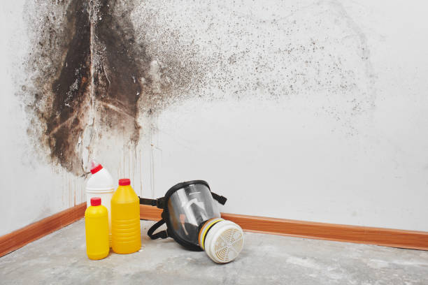 Best Mold Damage Repair  in Rising Sun, MD