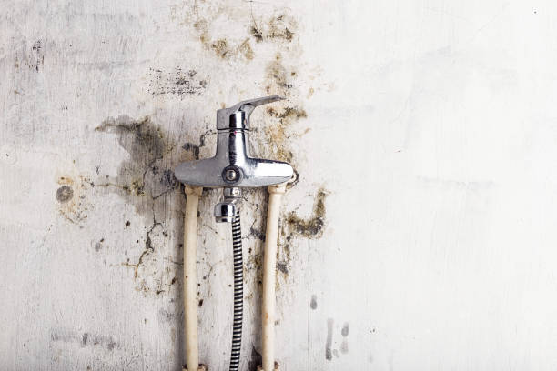 Best Professional Mold Removal  in Rising Sun, MD
