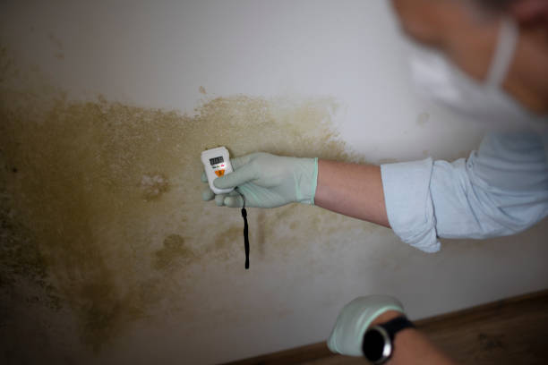 Best Mold Testing  in Rising Sun, MD