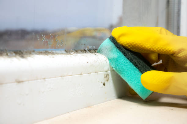 Best Local Mold Removal Service  in Rising Sun, MD